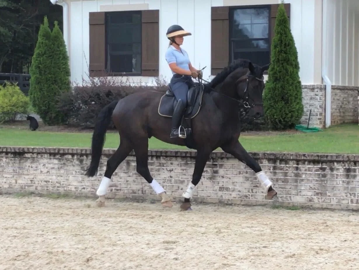 Training Horse - Sept. 2020
