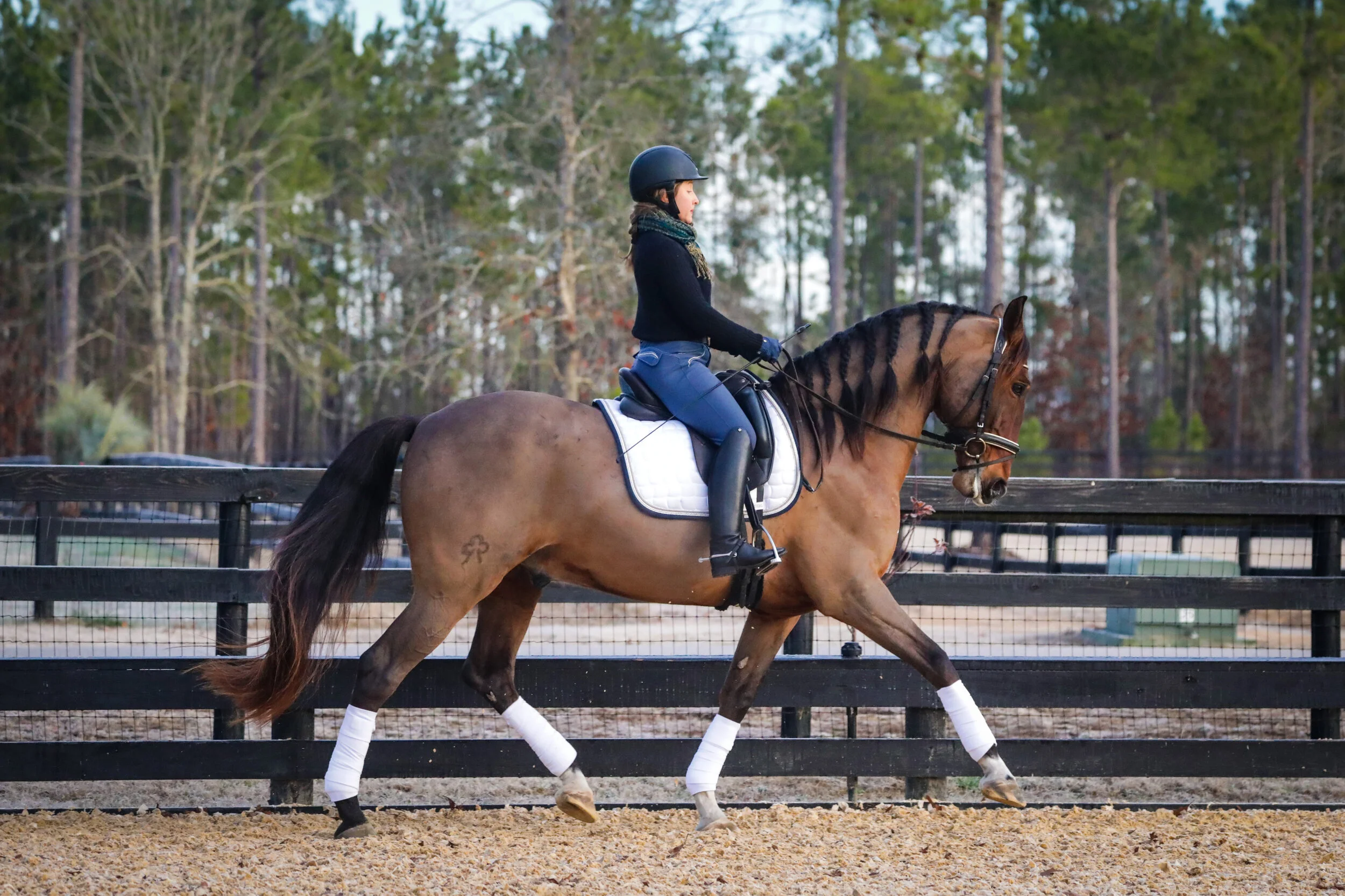 Paul Belasik Clinic - Fernando - 2021  - Katie has always had a soft spot for the Iberian Breeds