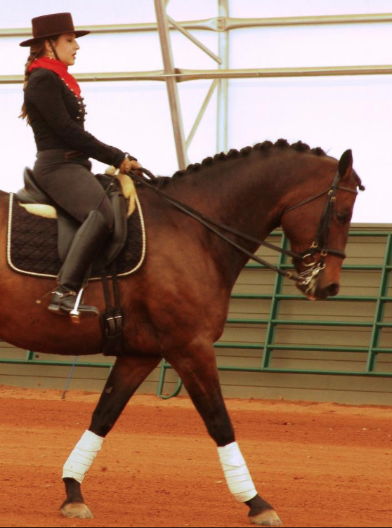 Katie riding La Zorro (her now, School Master Lesson horse)  during a demonstration on Spanish Horses (2009)