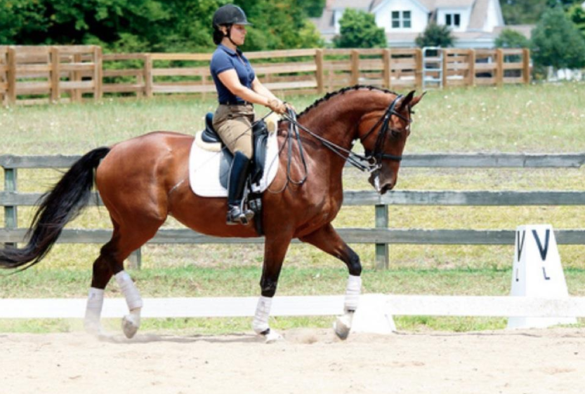 Katie schooling PSG on a Swedish Warmblood Mare during lesson with Adam Lastowka (2012)